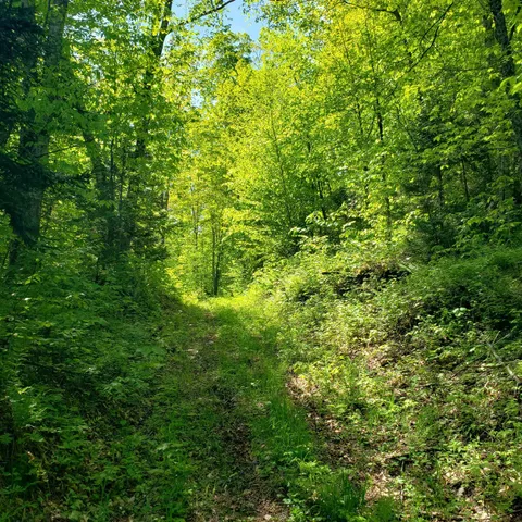 $125,460 | 0 Beaver Meadow Road, Roxbury, VT 05669