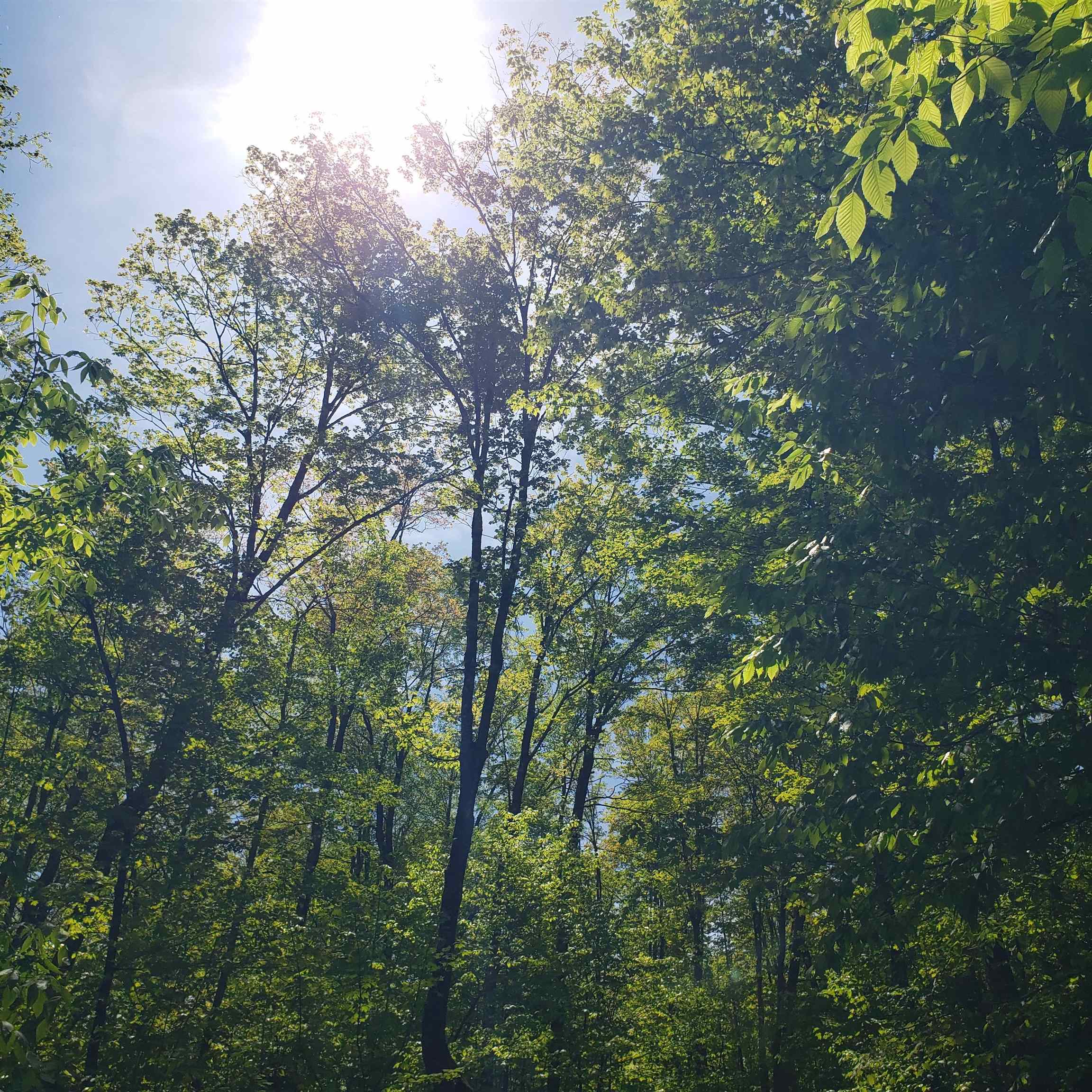 0 Beaver Meadow Road Roxbury, VT 05669 - Photo 12 of 16