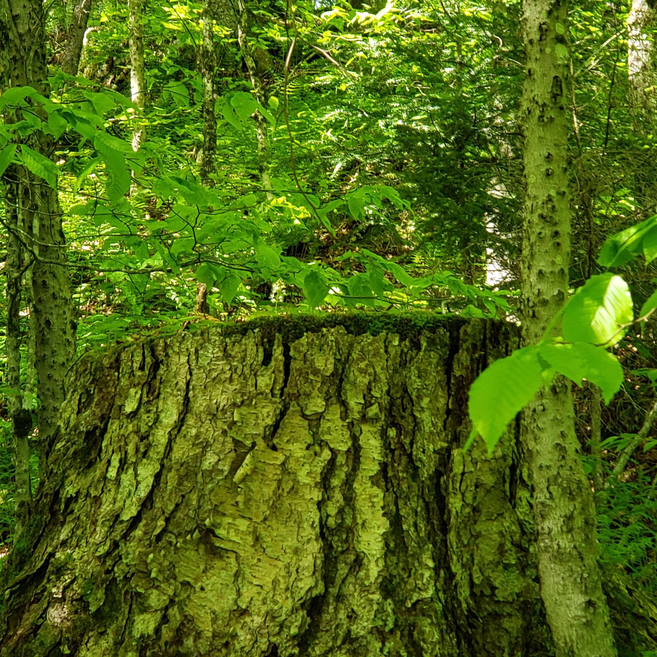 0 Beaver Meadow Road Roxbury, VT 05669 - Photo 13 of 16