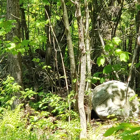 $125,460 | 0 Beaver Meadow Road, Roxbury, VT 05669