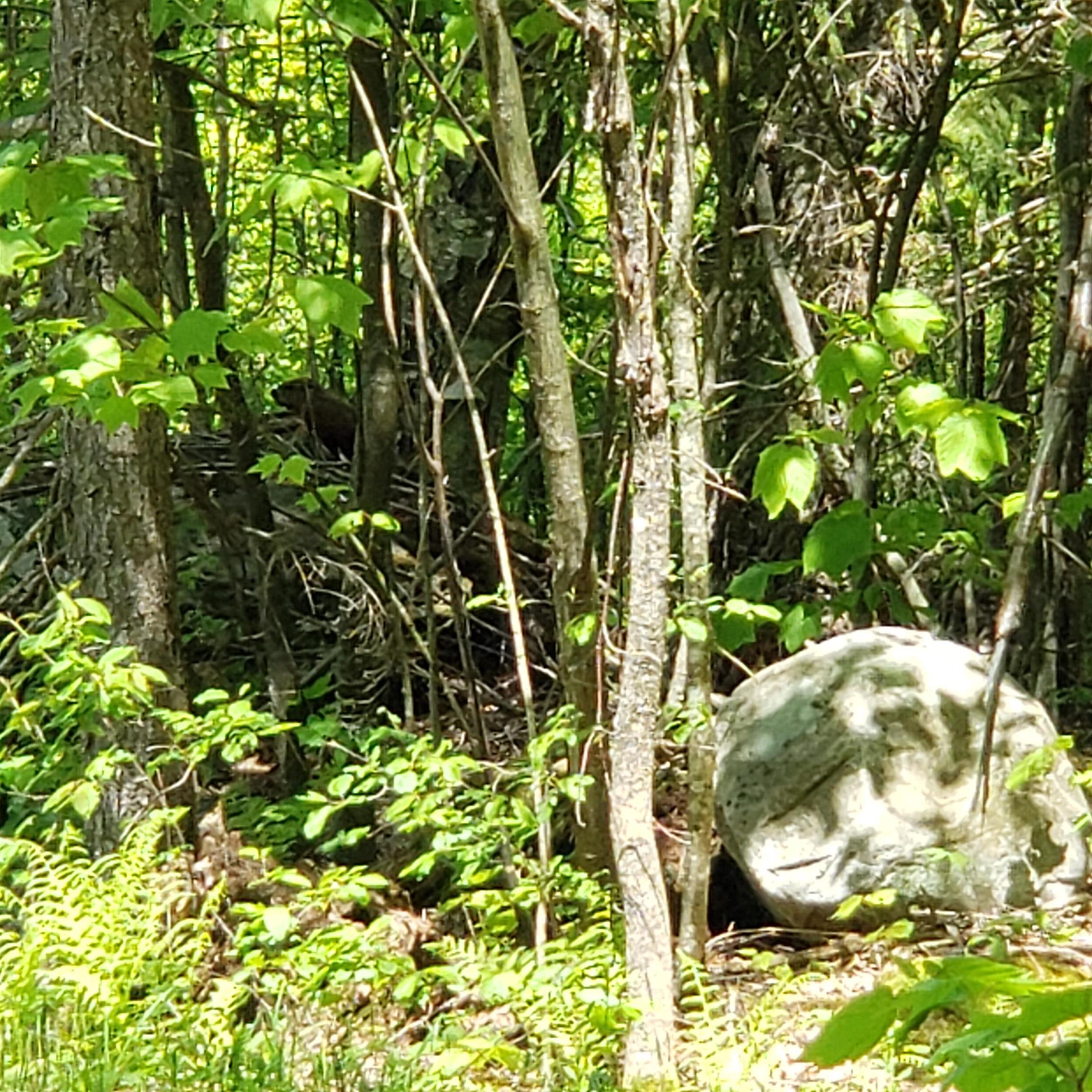 0 Beaver Meadow Road Roxbury, VT 05669 - Photo 14 of 16
