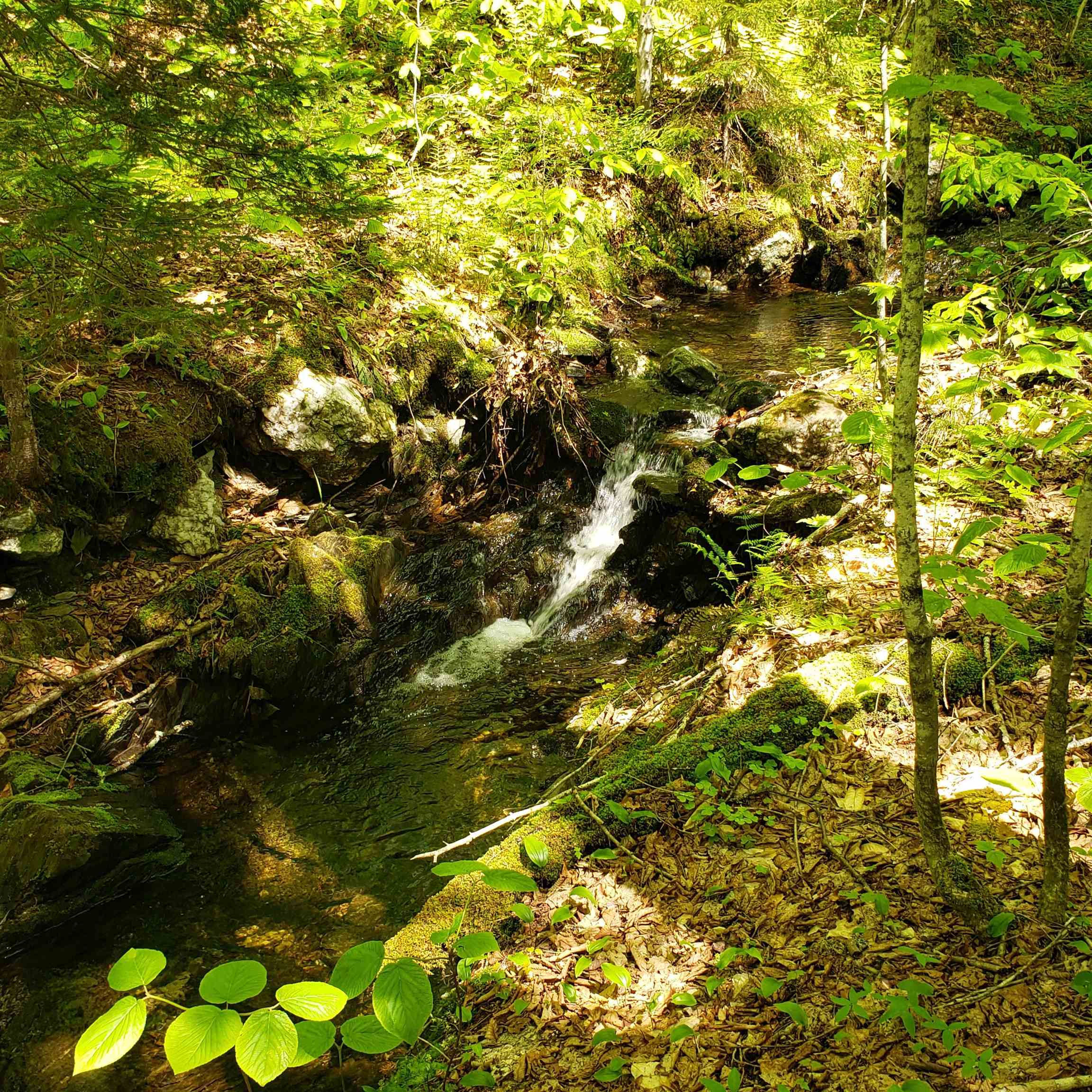 0 Beaver Meadow Road Roxbury, VT 05669 - Photo 6 of 16