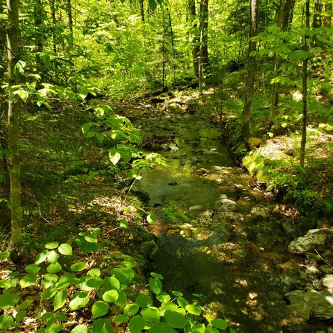 $125,460 | 0 Beaver Meadow Road, Roxbury, VT 05669