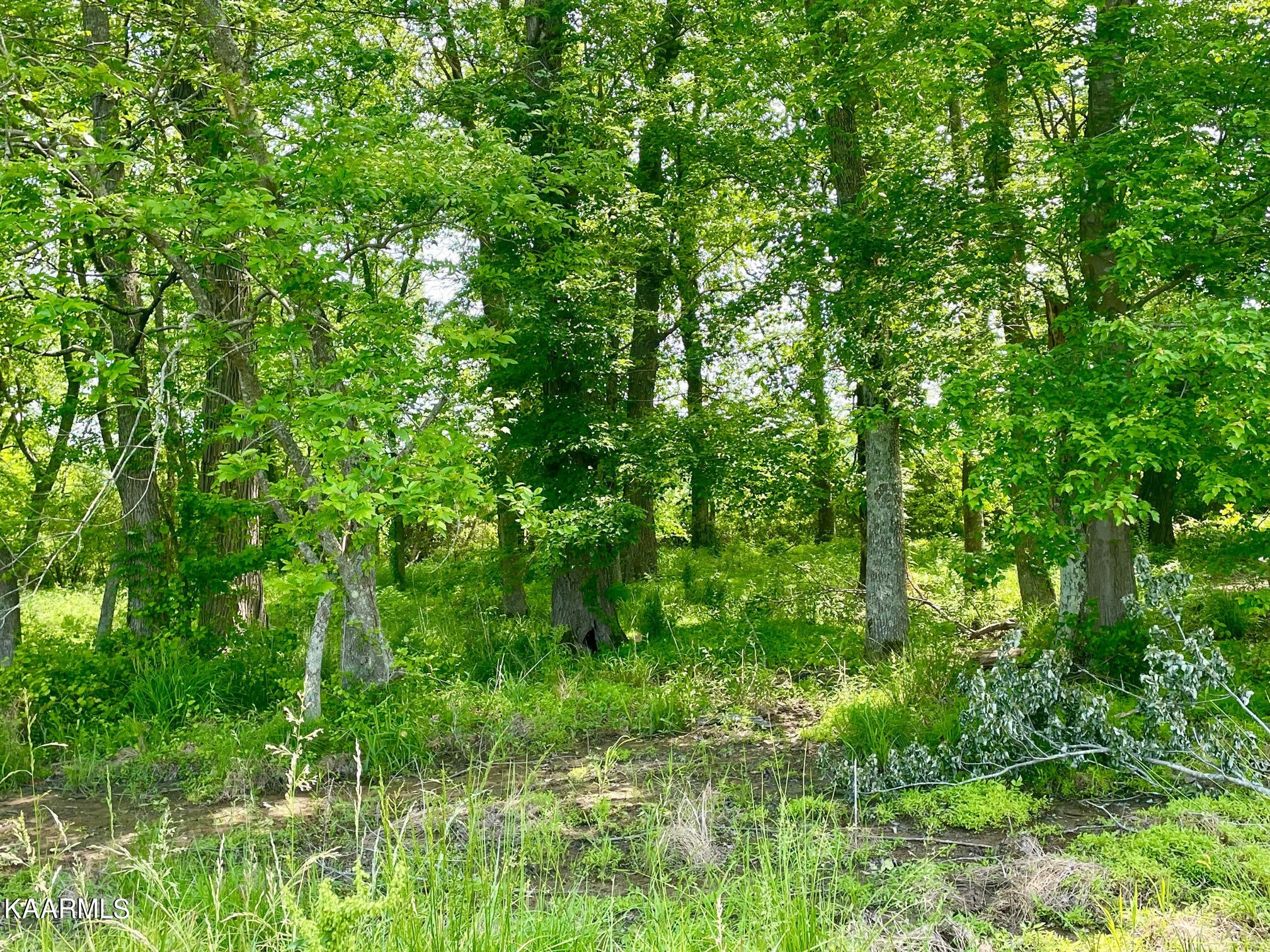 0 Old Kentucy Road Walling, TN 38587 - Photo 7 of 19 Gallery Image 7