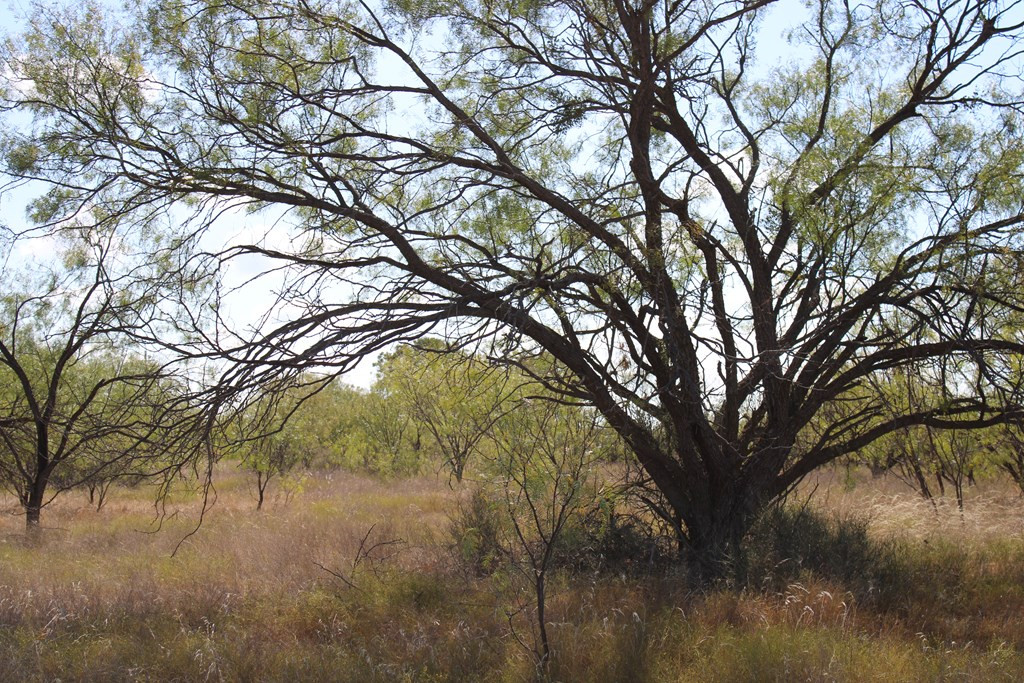 0 County Road Talpa, TX 76882 - Photo 14 of 22 Photo 14
