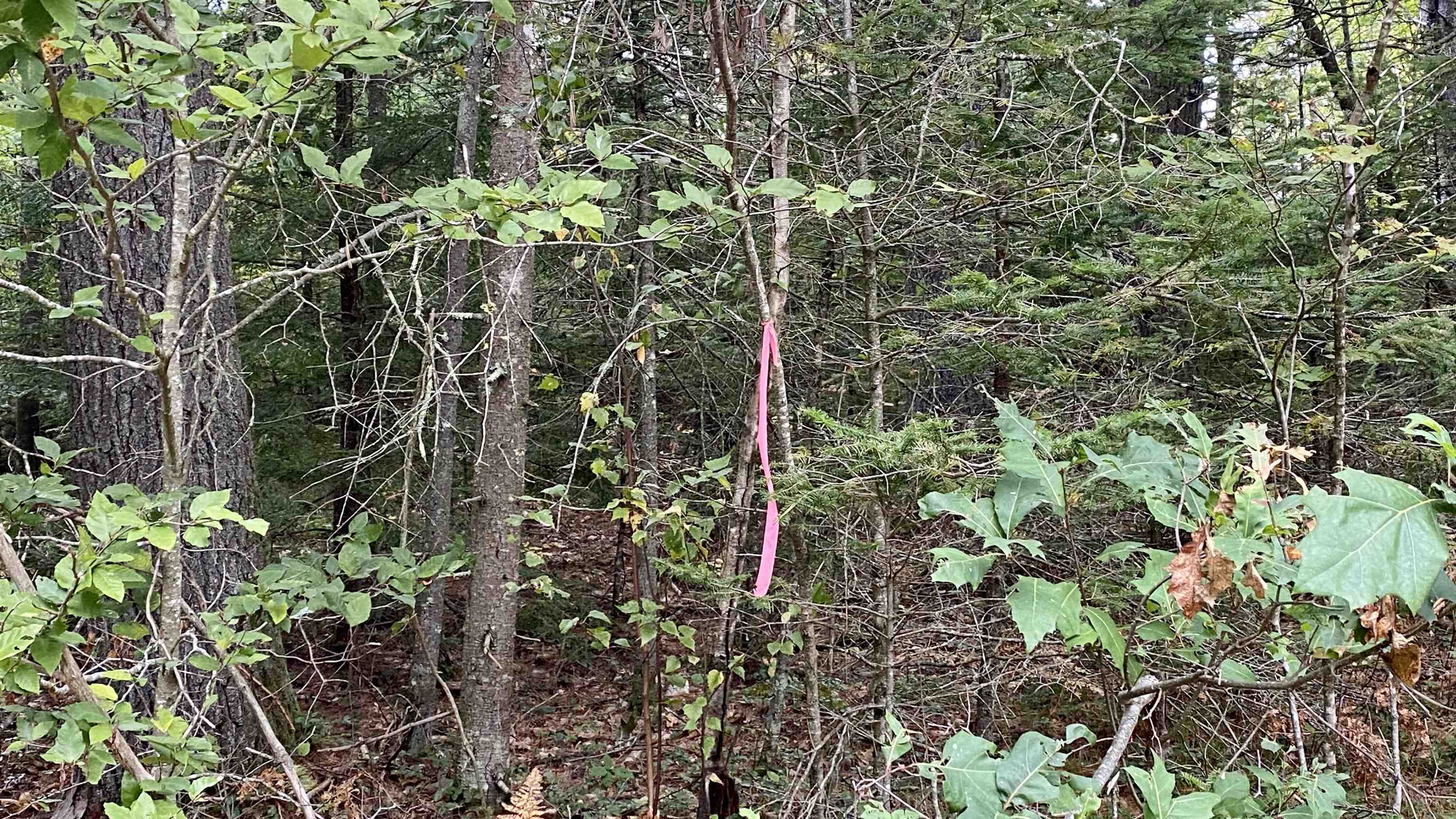 0 New Road, Unit MAP 7 LOT 703 Center Barnstead, NH 03225 - Photo 14 of 22