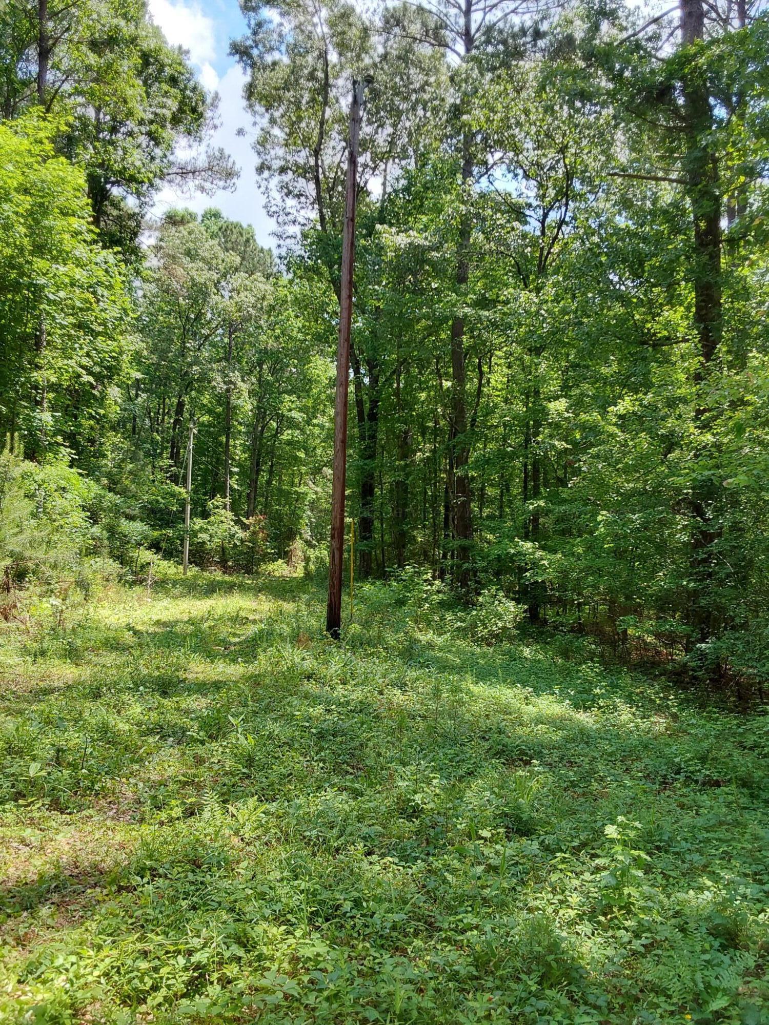Old Duncan Road Arley, AL 35541 - Photo 3 of 5 1000001097