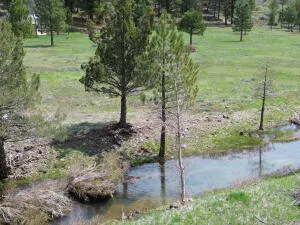 a view of a forest with a tree