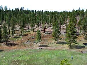 0 Roney Flat Road Adin, CA 96006 - Photo 4 of 15 a view of a park with large trees