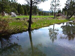 0 Roney Flat Road Adin, CA 96006 - Photo 6 of 15 a view of a yard with a tree