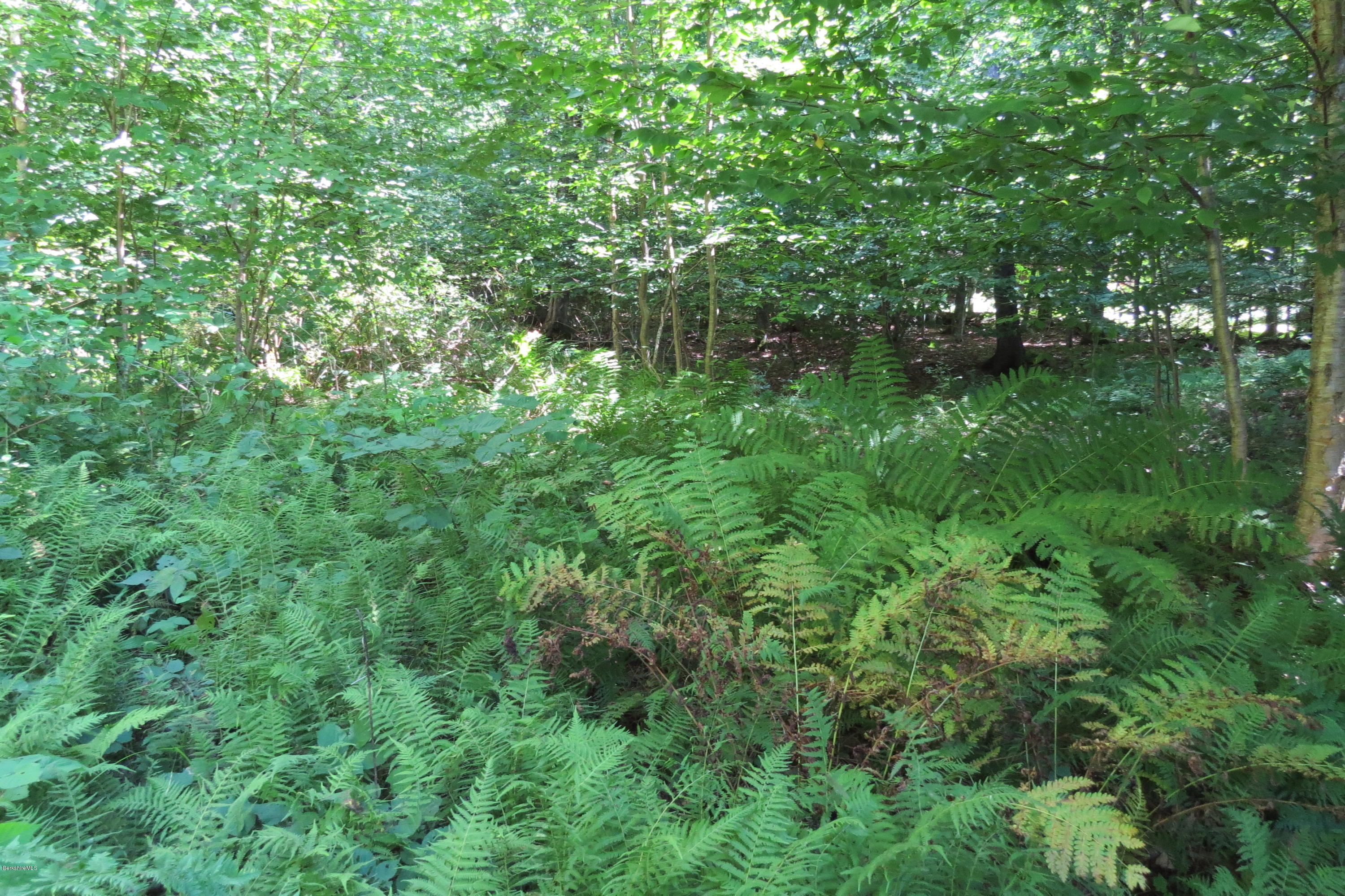 279 Heartwellville View Road Readsboro, VT 05350 - Photo 38 of 42 a view of a yard with a tree