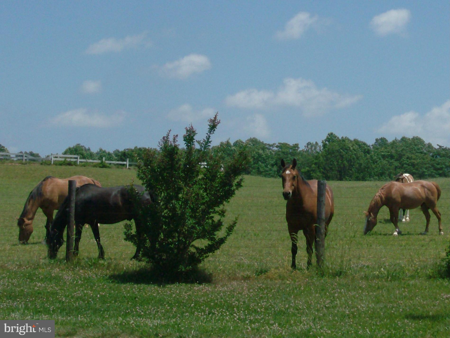 9425 Mackall Road St. Leonard, MD 20685 - Photo 5 of 26 Neighbors!