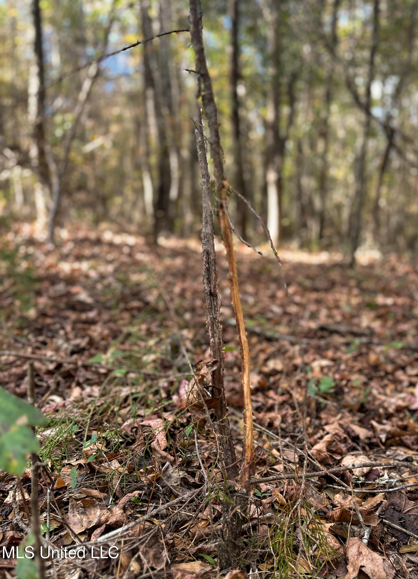 Les Harwell Road Collinsville, MS 39325 - Photo 17 of 17 IMG_1685-3