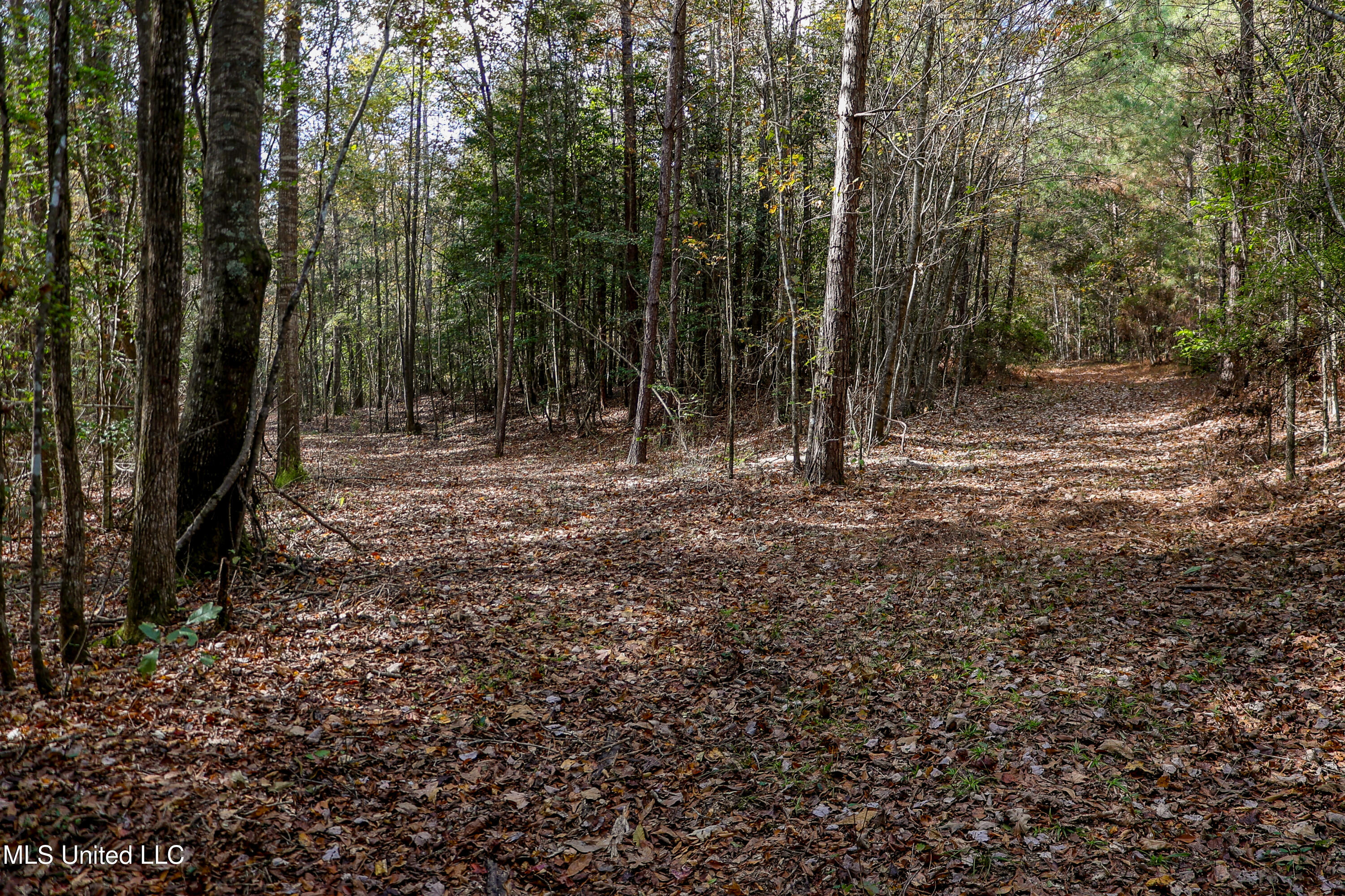 Les Harwell Road Collinsville, MS 39325 - Photo 3 of 17 4V7A5562