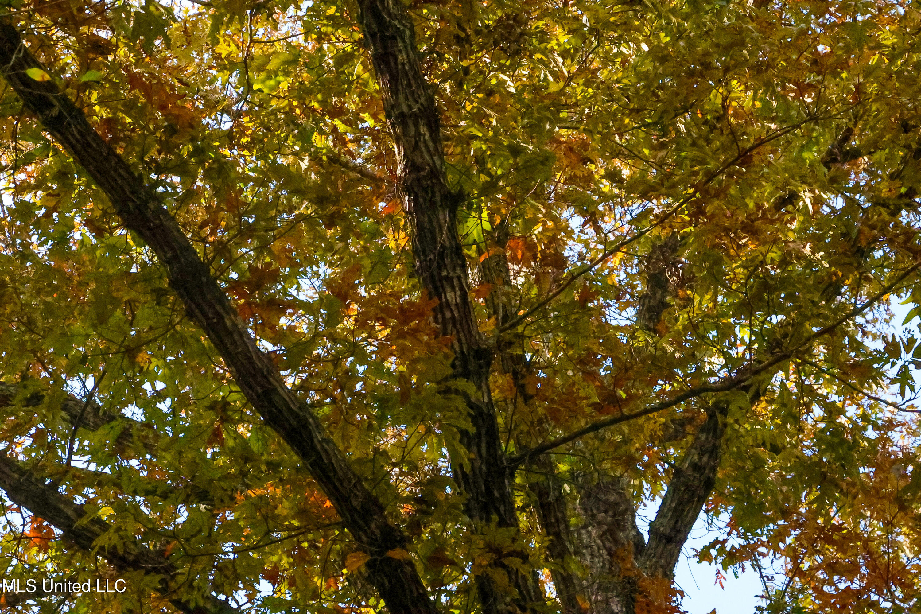 Les Harwell Road Collinsville, MS 39325 - Photo 4 of 17 4V7A5586