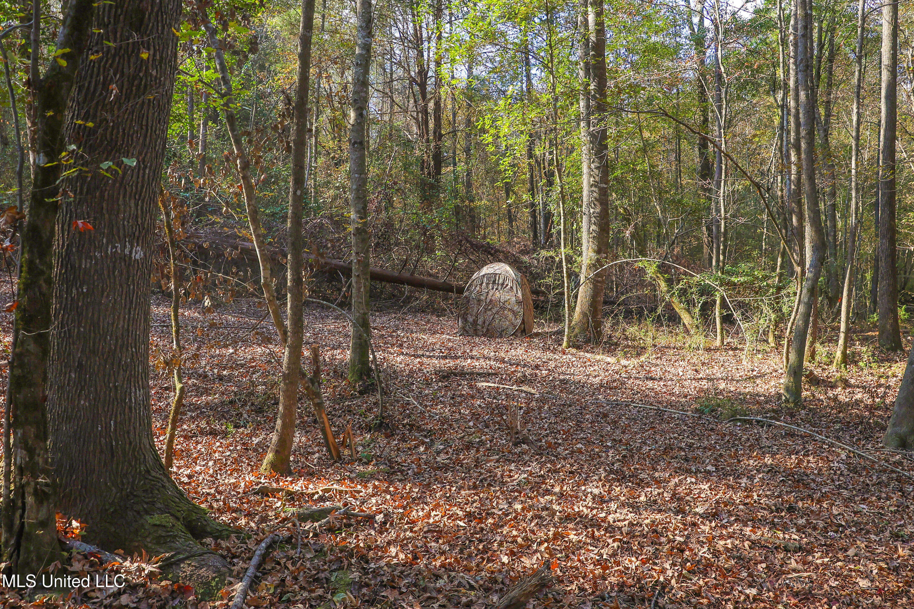 Les Harwell Road Collinsville, MS 39325 - Photo 6 of 17 4V7A5599
