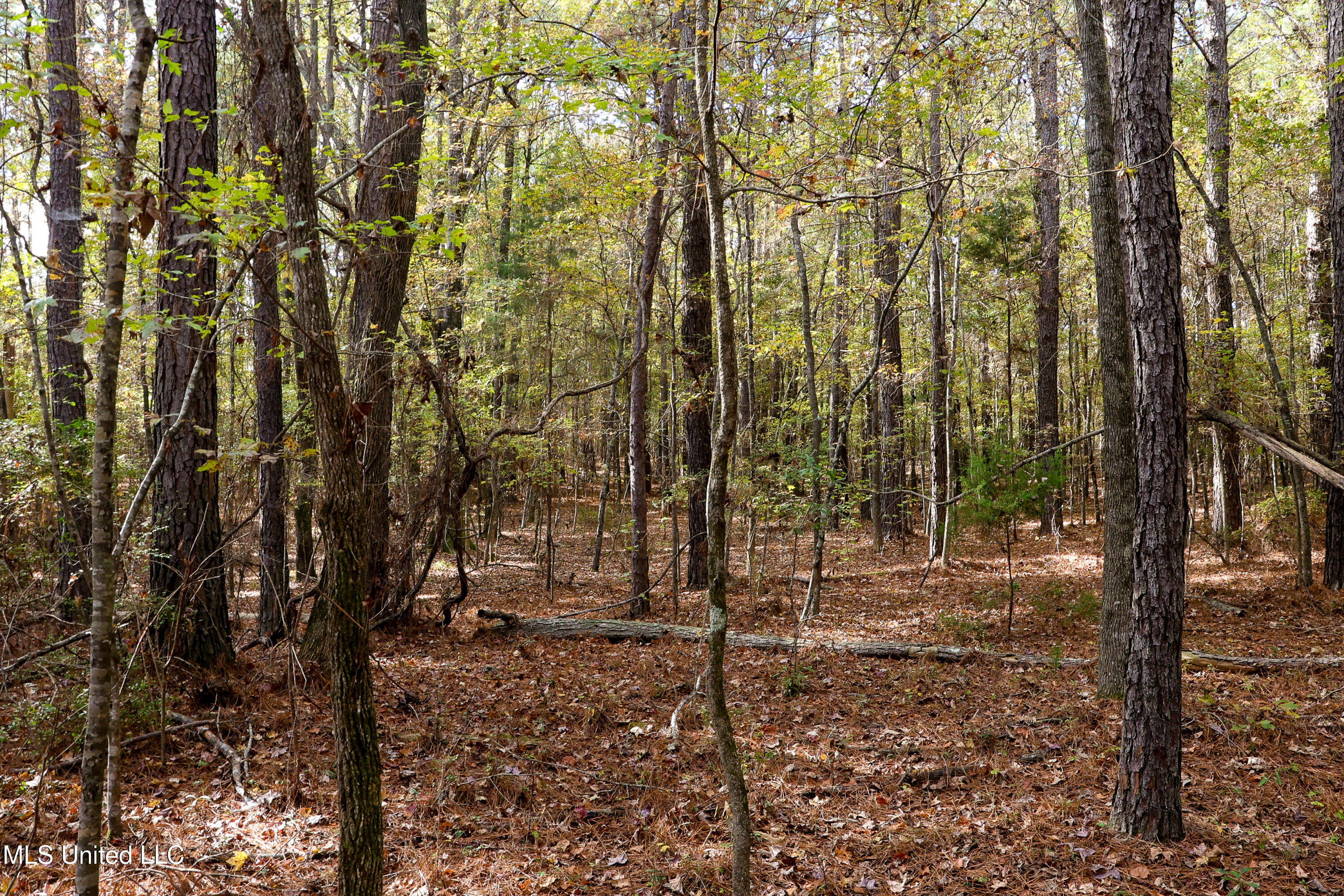 Les Harwell Road Collinsville, MS 39325 - Photo 8 of 17 4V7A5639