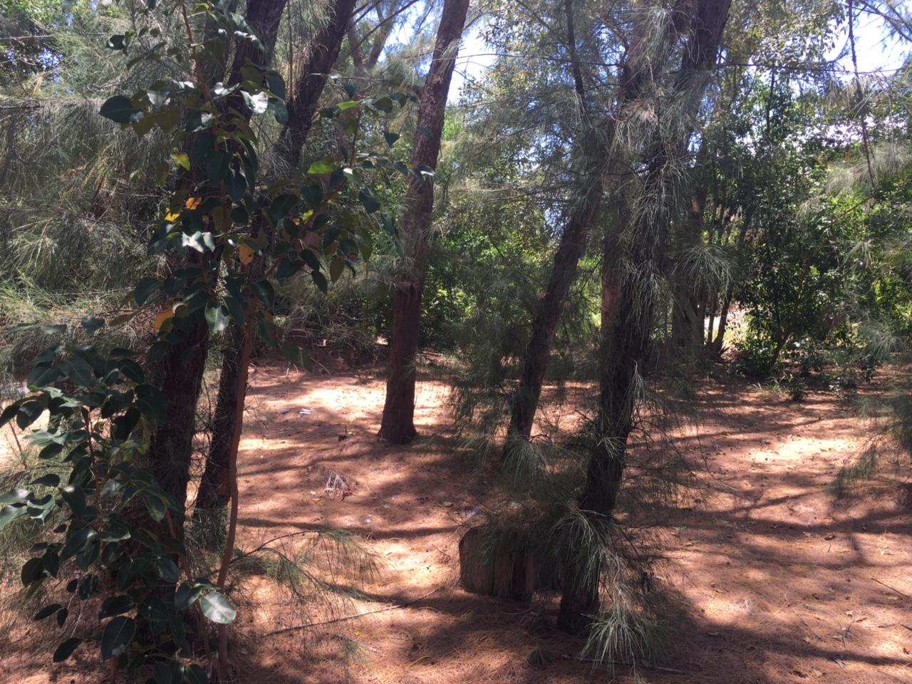 29 Lake Road Tavernier, FL 33070 - Photo 2 of 4 Partially cleared