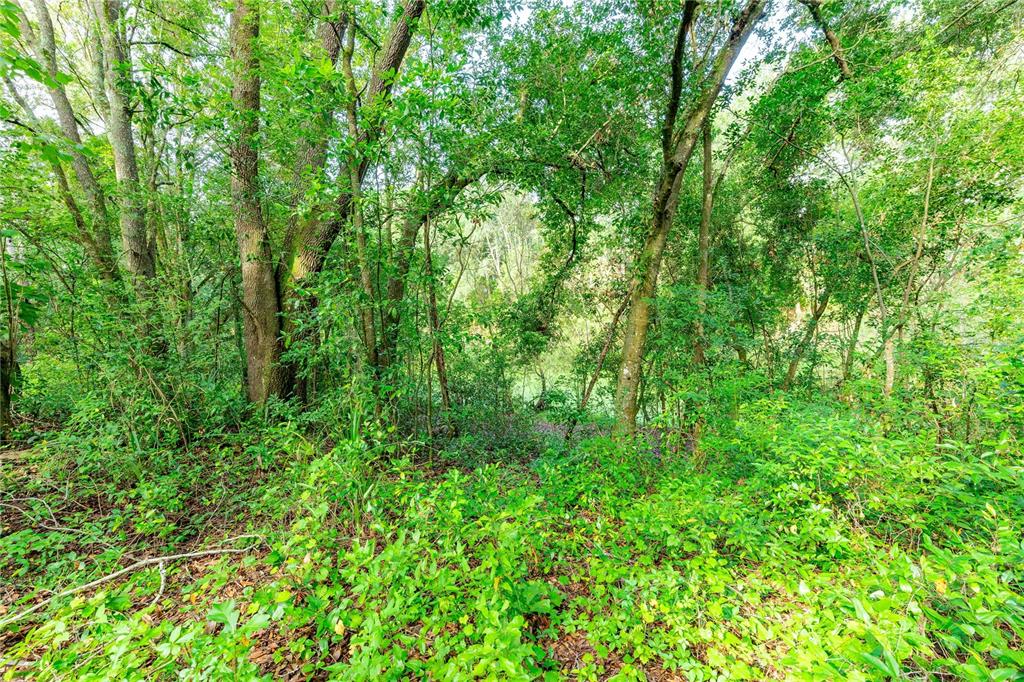 28616 Tupper Road Wesley Chapel, FL 33545 - Photo 13 of 17 a view of a lush green forest