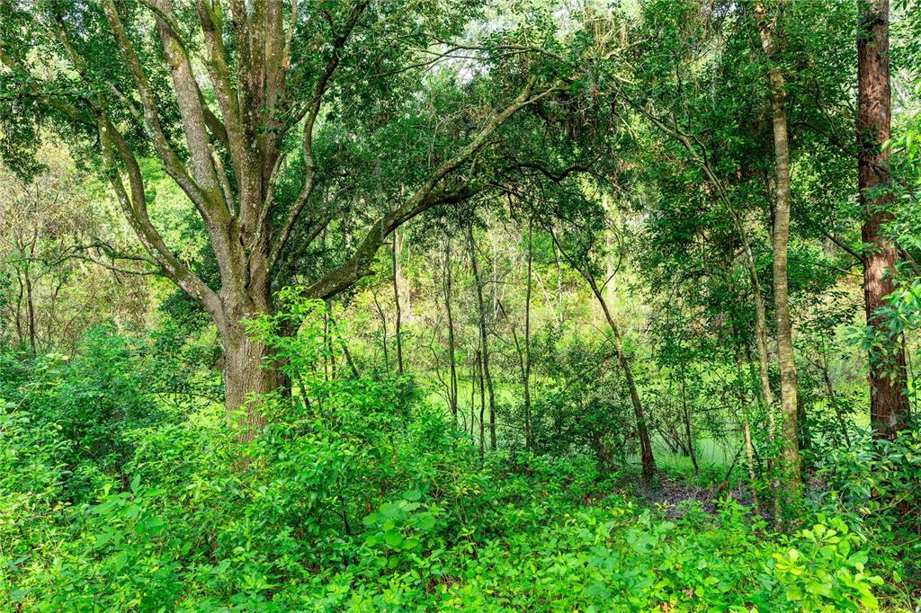 28616 Tupper Road Wesley Chapel, FL 33545 - Photo 14 of 17 a view of yard with lush green forest
