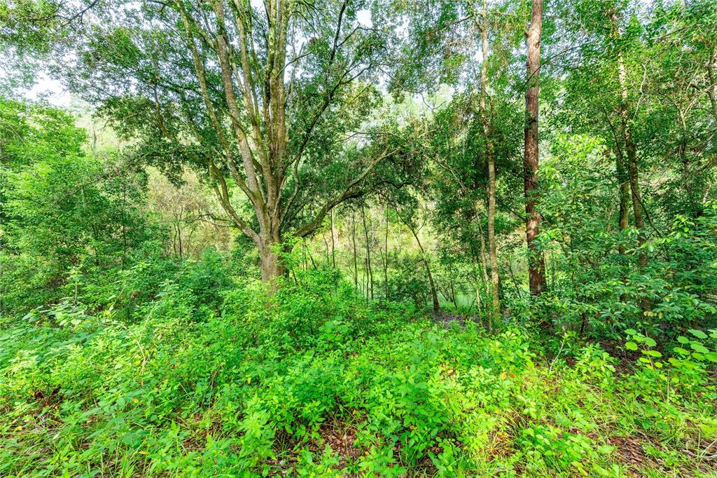 28616 Tupper Road Wesley Chapel, FL 33545 - Photo 15 of 17 a view of a lush green forest