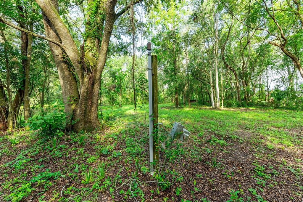 28616 Tupper Road Wesley Chapel, FL 33545 - Photo 16 of 17 a view of a garden with trees