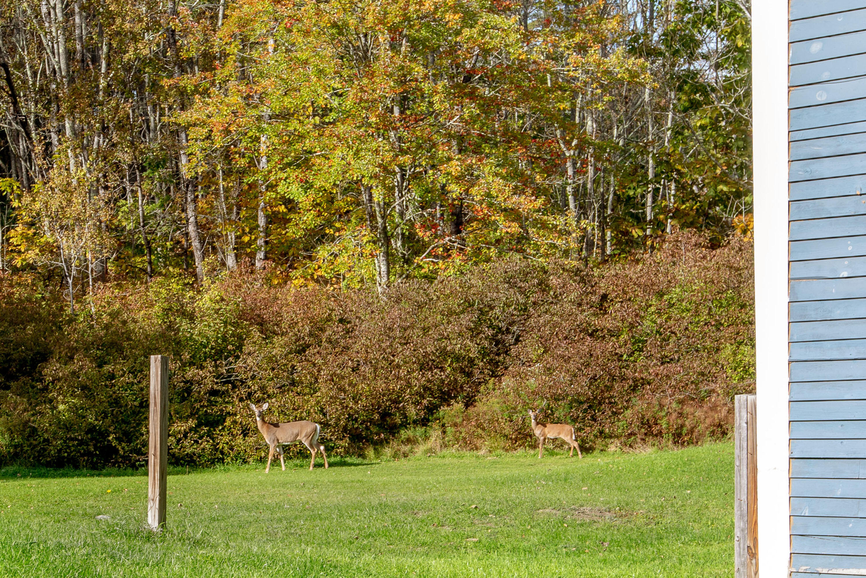 45 Fisher Road Bowdoinham, ME 04008 - Photo 75 of 83 Friendly guests