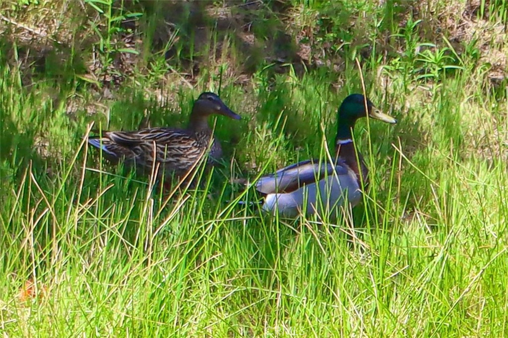6097 Sherlock Road Midpines, CA 95345 - Photo 43 of 63 a view of outdoor space and a yard