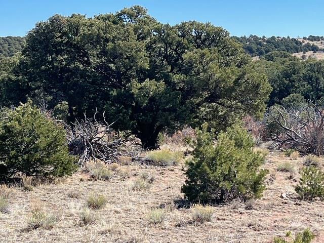 3 B Majors Ranch Road Walsenburg, CO 81089 - Photo 23 of 54