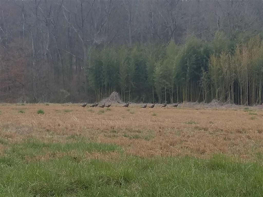 Six And Twenty Road Pendleton, SC 29670 - Photo 4 of 28