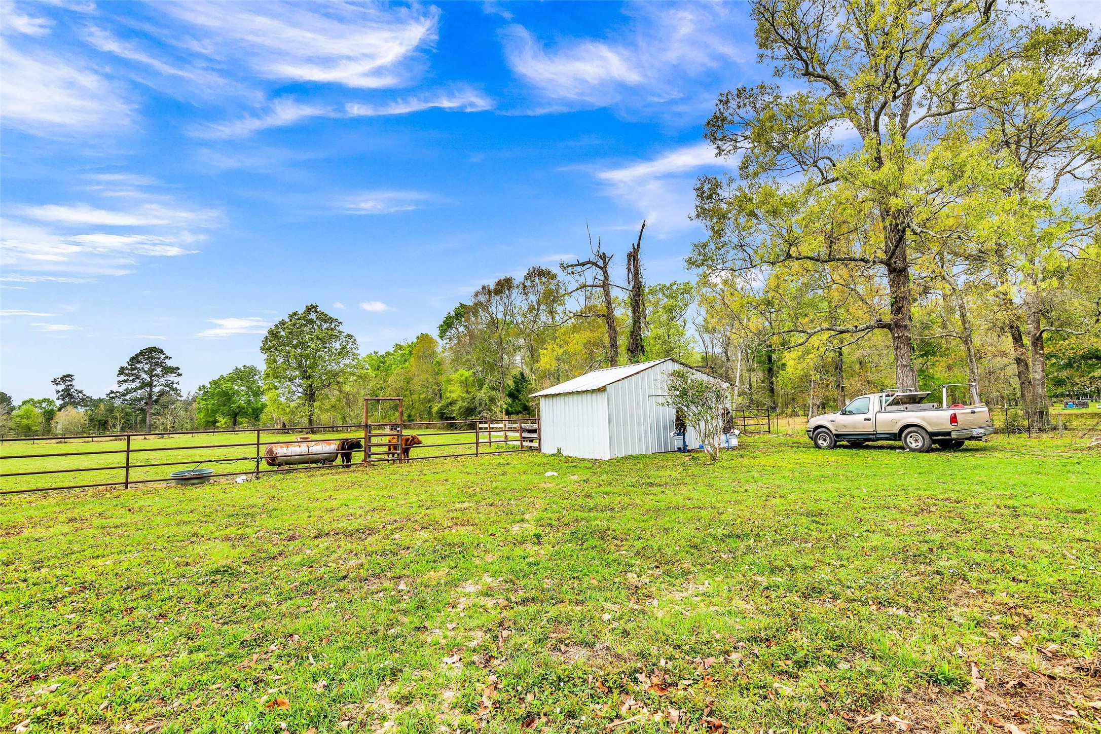 481 County Road 2084 Liberty, TX 77575 - Photo 16 of 21 Acreage, barn, and beautiful cows