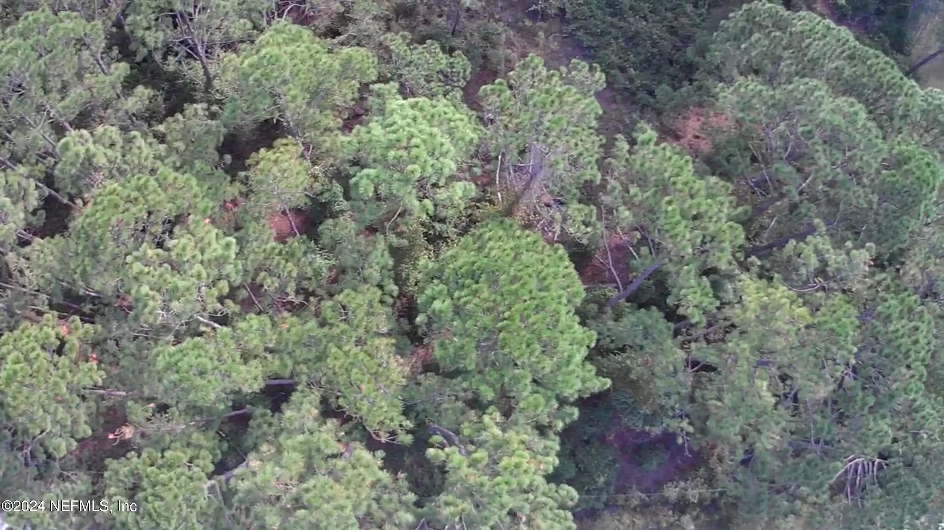 105 Pine Cone Drive Georgetown, FL 32139 - Photo 3 of 10 IMG_8754