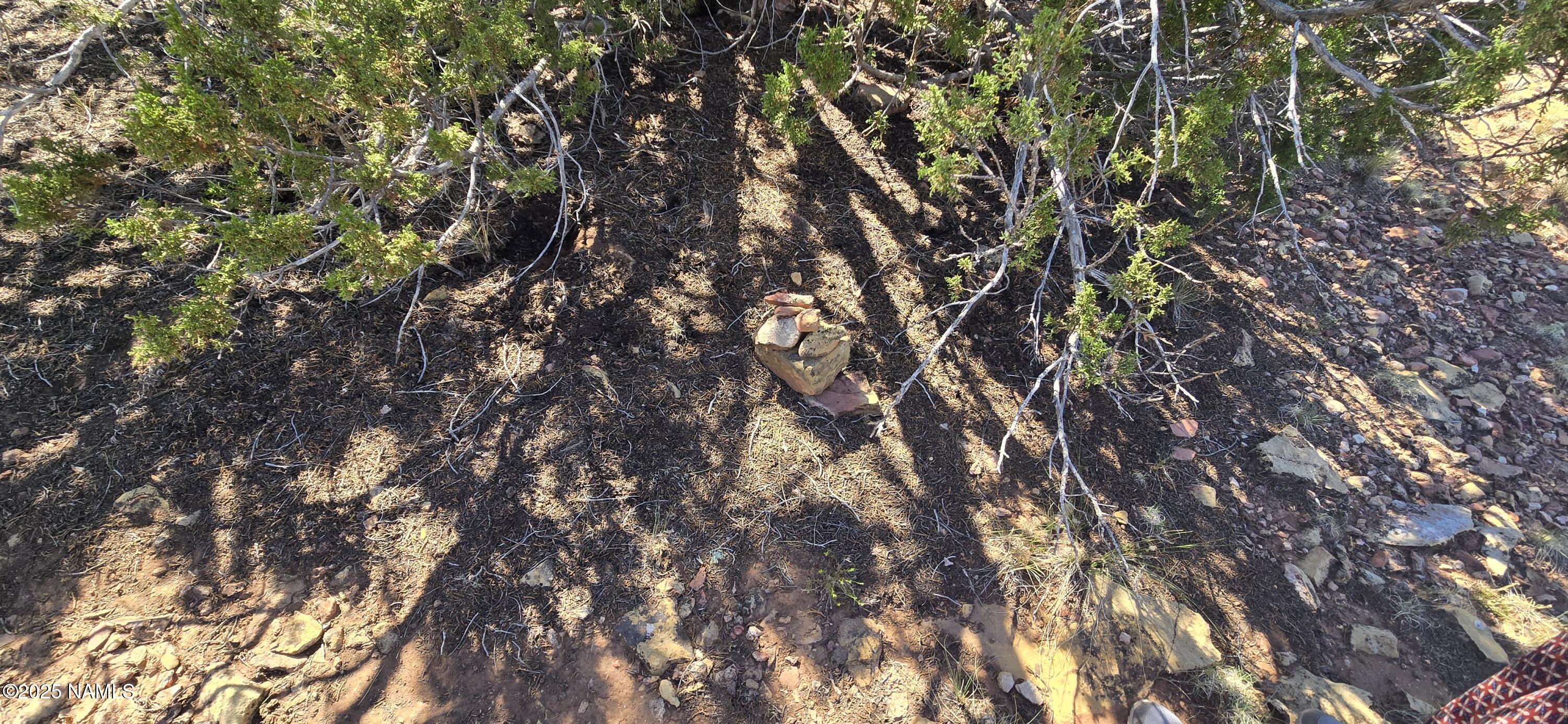 3810 Wingfield Road Williams, AZ 86046 - Photo 11 of 17 a picture of tree