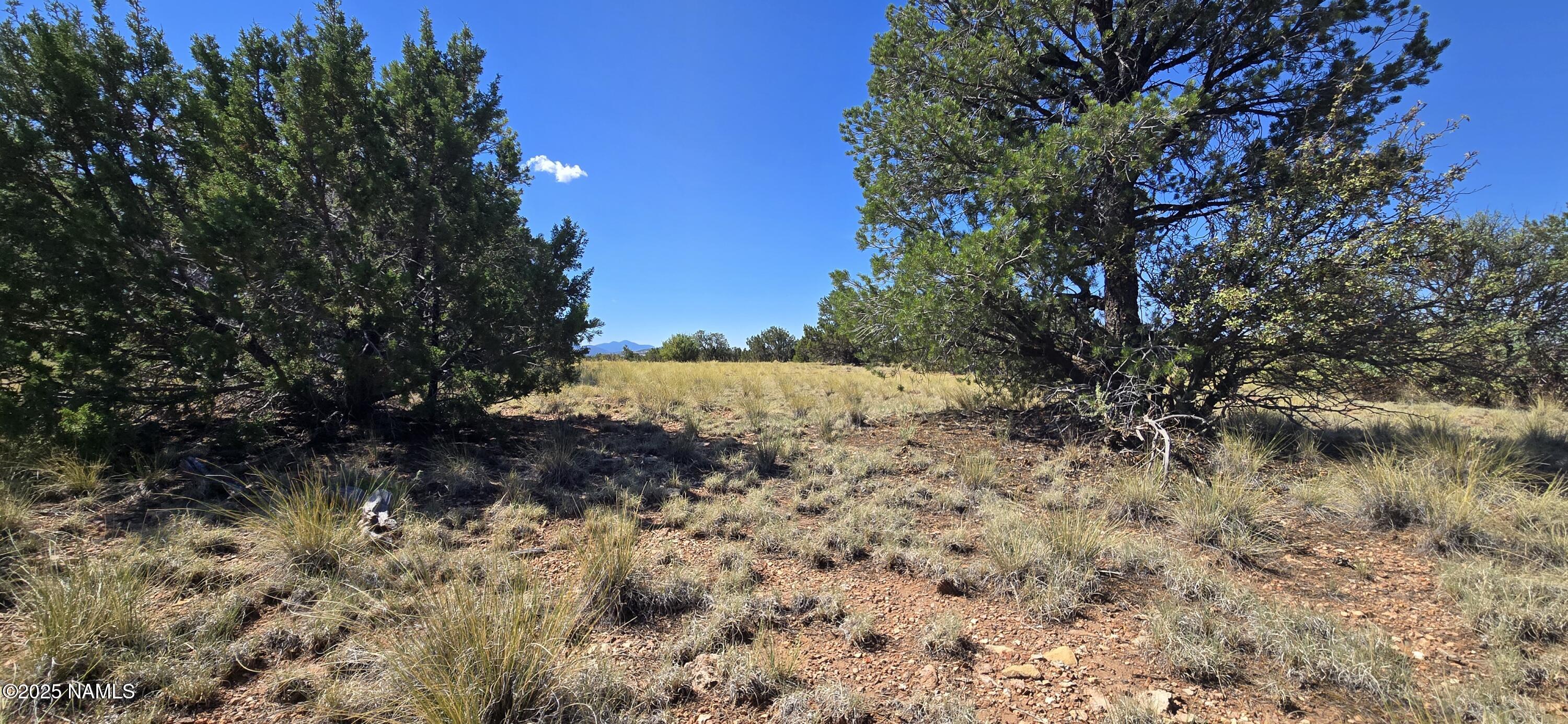 3810 Wingfield Road Williams, AZ 86046 - Photo 14 of 17 a view of a dry yard with lots of bushes
