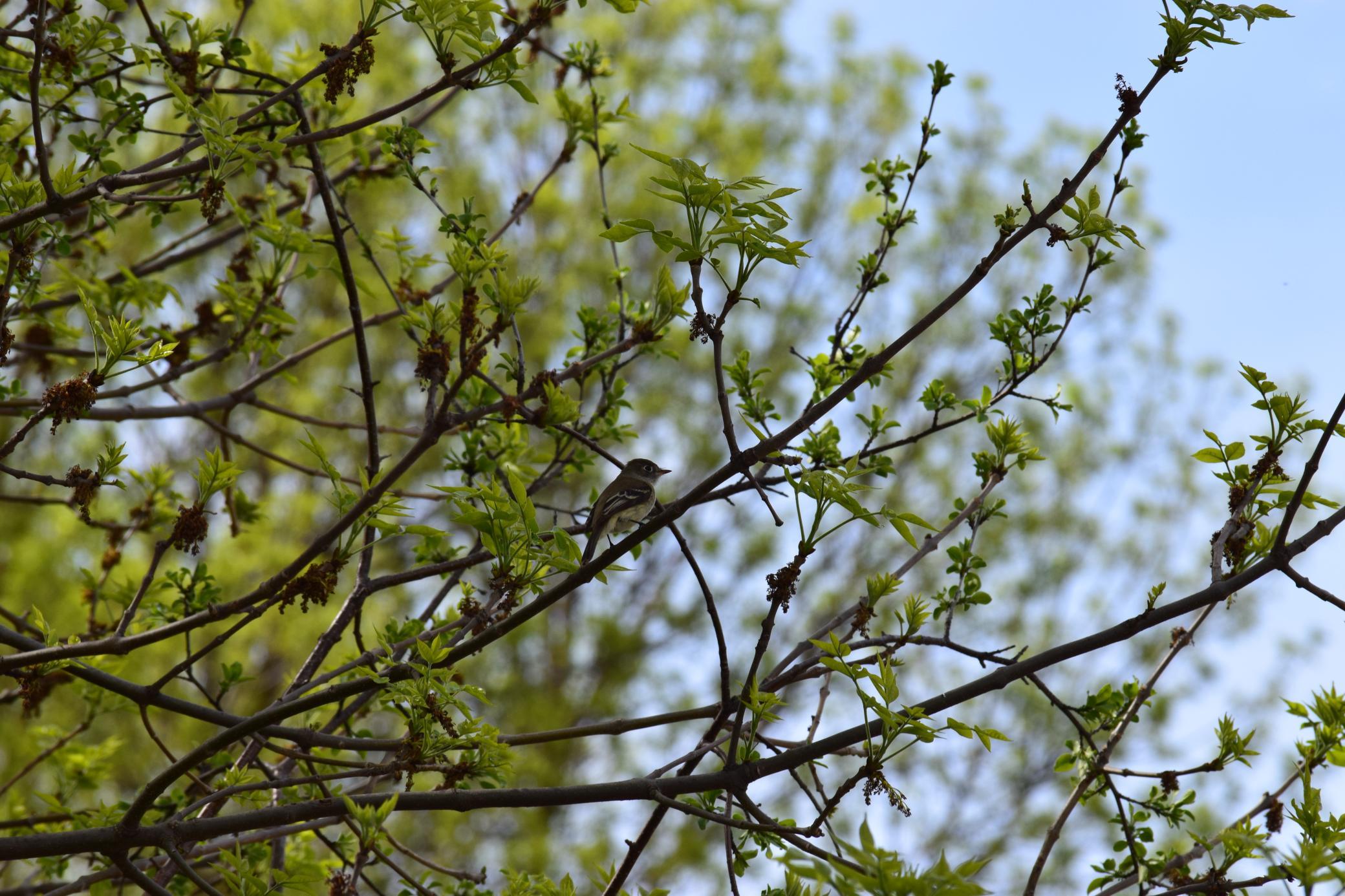 1405 Hamel Road Medina, MN 55340 - Photo 5 of 8