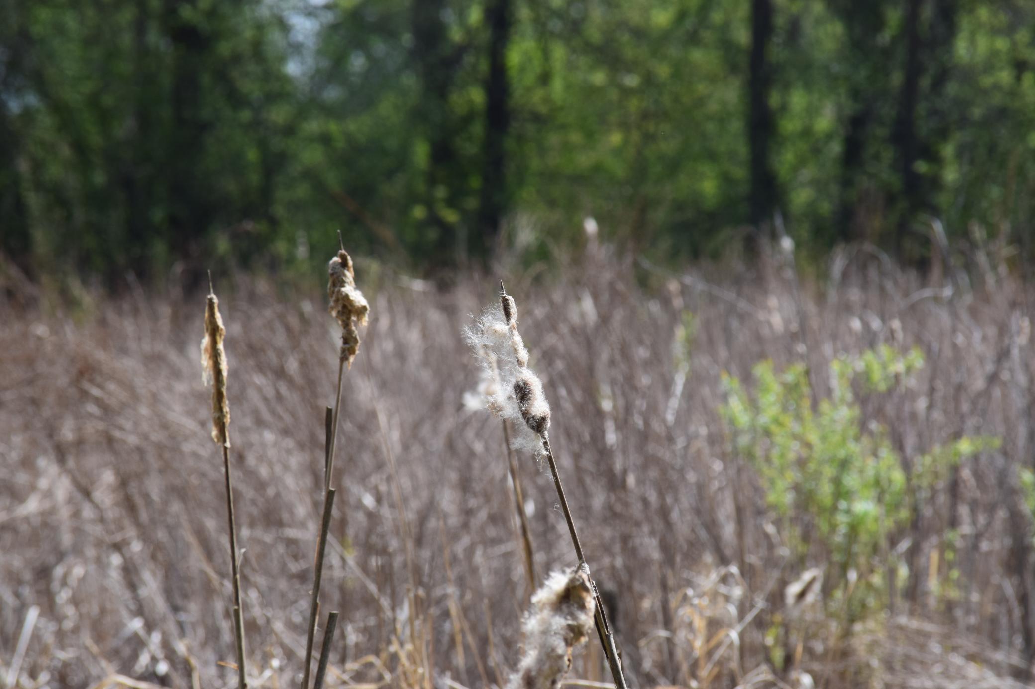 1405 Hamel Road Medina, MN 55340 - Photo 7 of 8