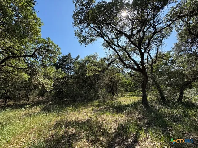 a view of a bunch of plants and trees