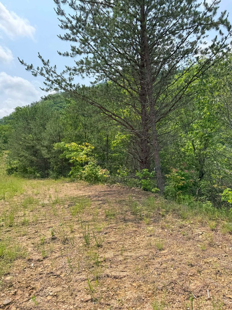 88-acres Bolden Branch Road Andrews, NC 28901 - Photo 24 of 34