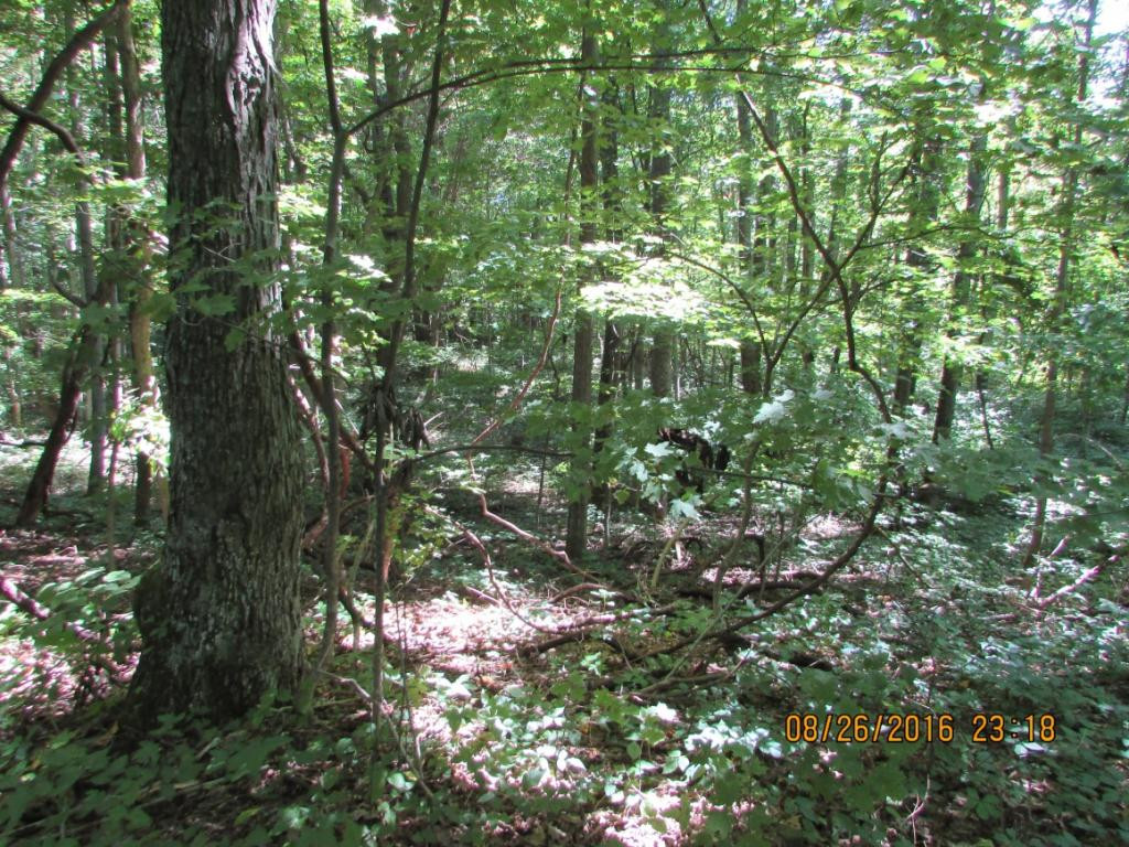 0 Brown Mountain Road Greeneville, TN 37745 - Photo 11 of 35 Photo 11