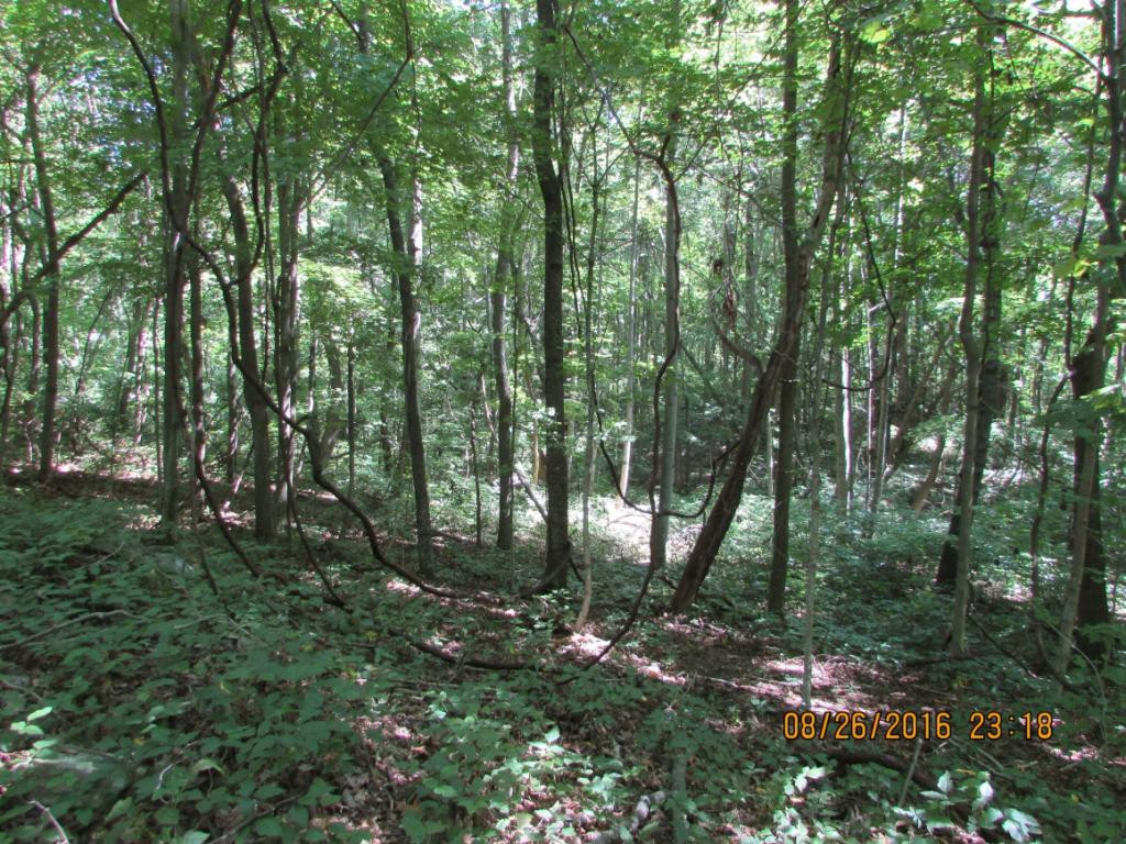 0 Brown Mountain Road Greeneville, TN 37745 - Photo 12 of 35 Photo 12