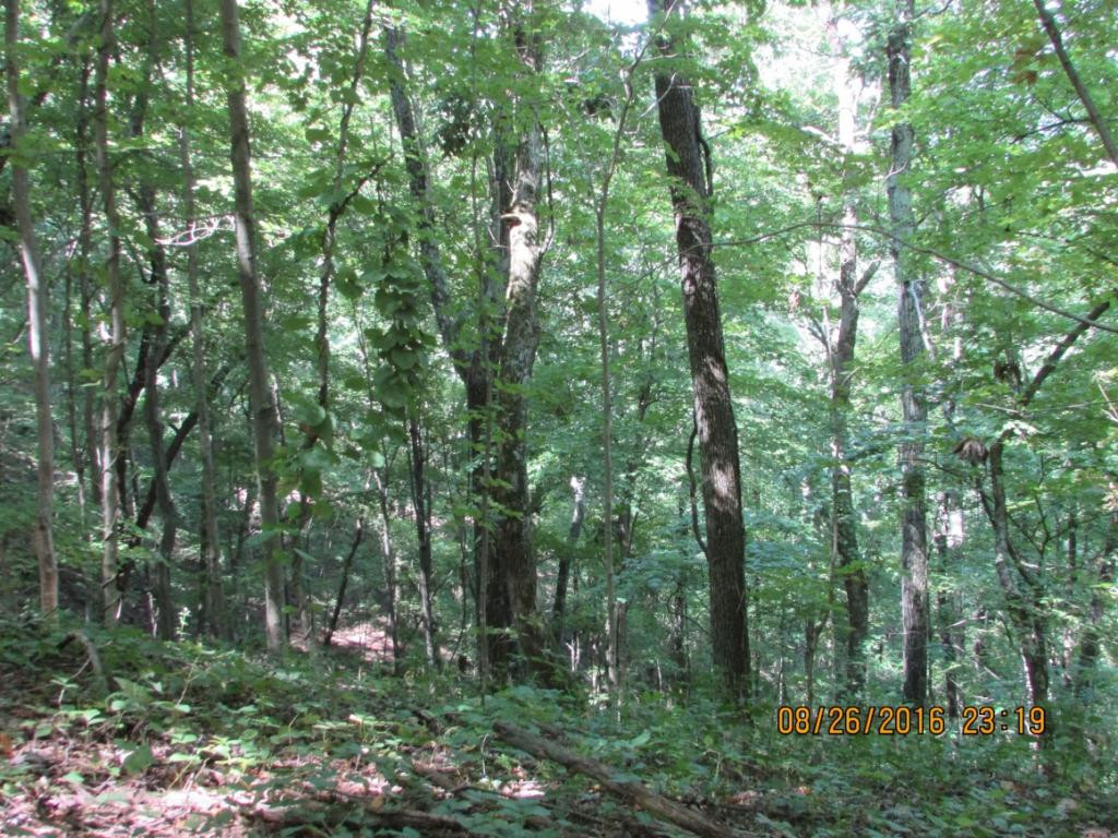 0 Brown Mountain Road Greeneville, TN 37745 - Photo 15 of 35 Photo 15