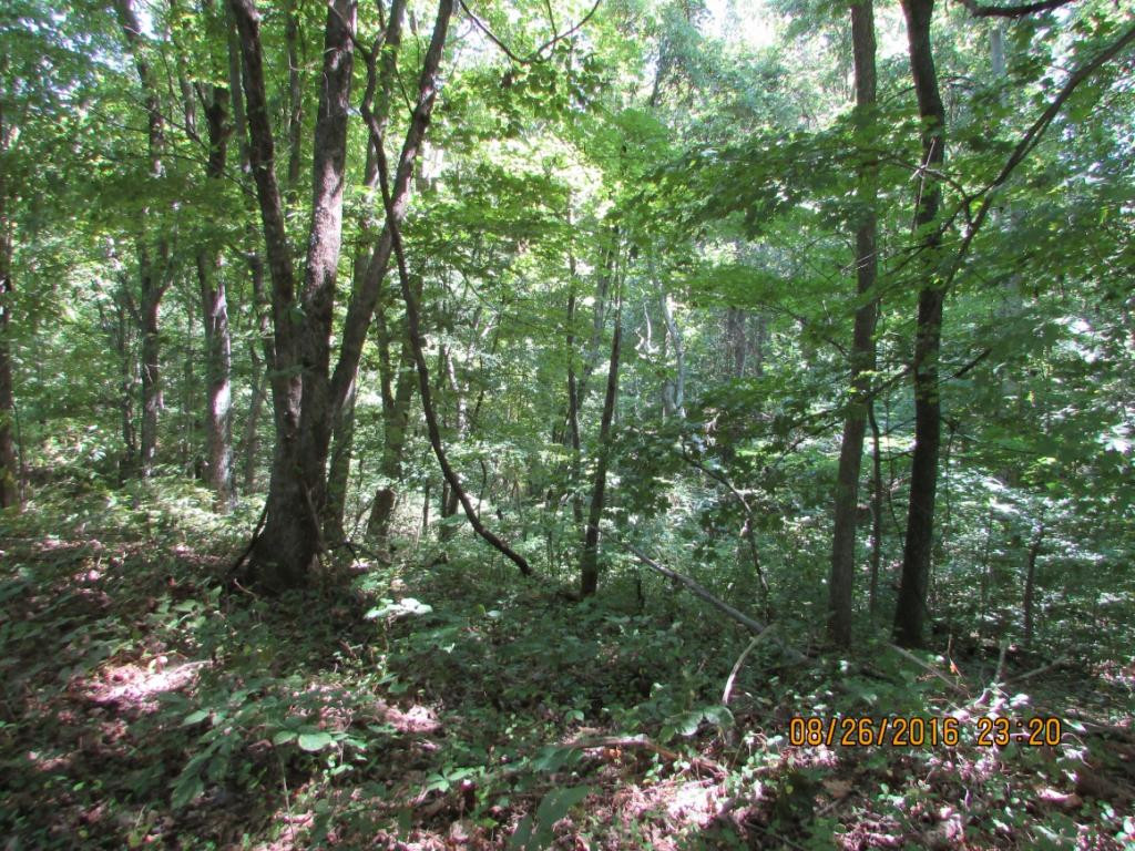 0 Brown Mountain Road Greeneville, TN 37745 - Photo 16 of 35 Photo 16