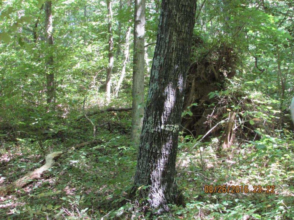 0 Brown Mountain Road Greeneville, TN 37745 - Photo 21 of 35 Photo 21