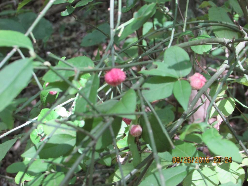 0 Brown Mountain Road Greeneville, TN 37745 - Photo 24 of 35 Photo 24