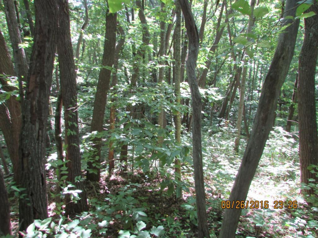 0 Brown Mountain Road Greeneville, TN 37745 - Photo 27 of 35 Photo 27