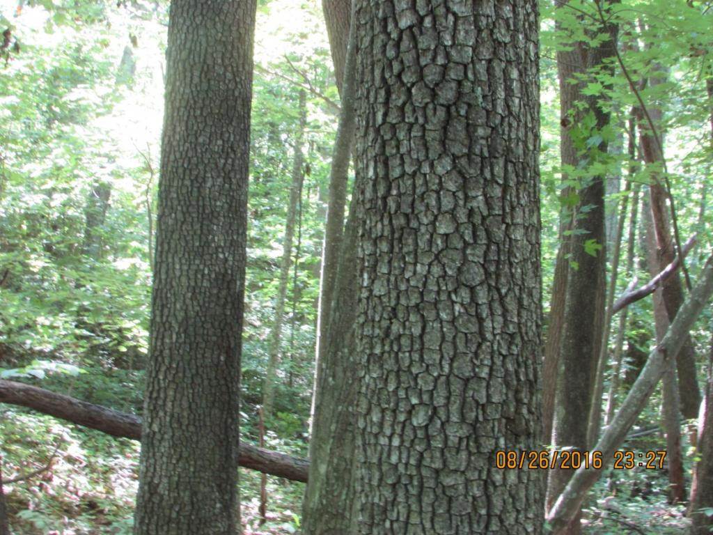 0 Brown Mountain Road Greeneville, TN 37745 - Photo 30 of 35 Photo 30