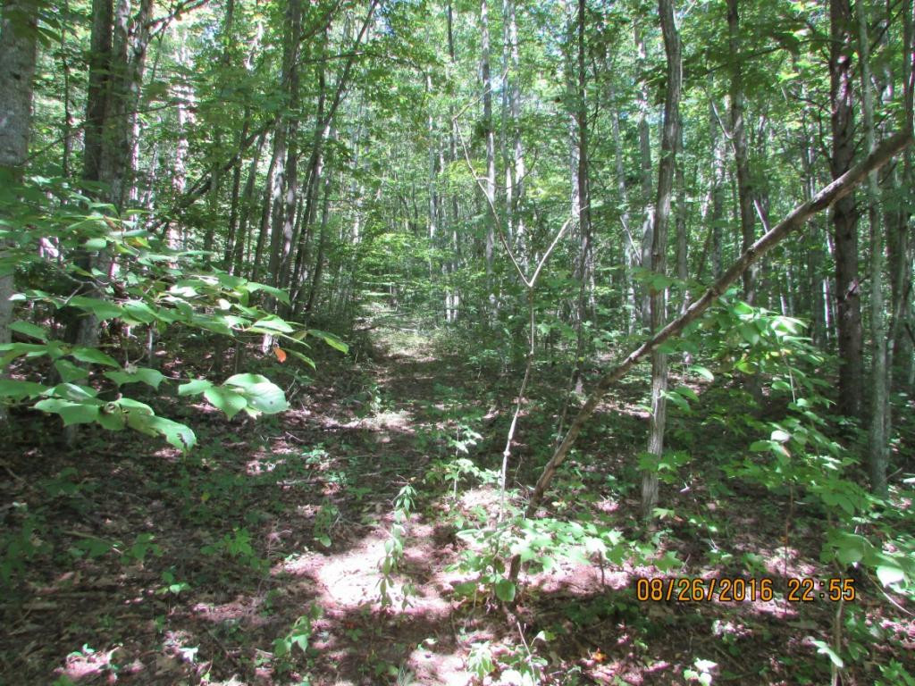 0 Brown Mountain Road Greeneville, TN 37745 - Photo 3 of 35 Photo 3