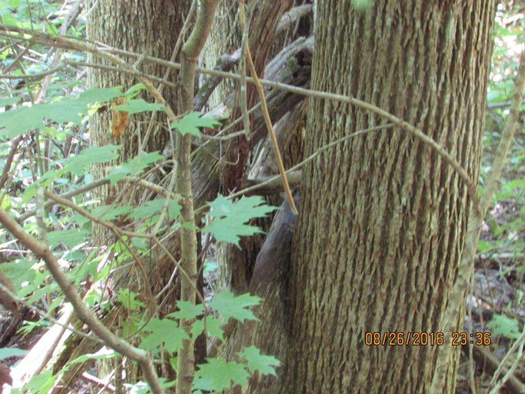 0 Brown Mountain Road Greeneville, TN 37745 - Photo 32 of 35 Photo 32