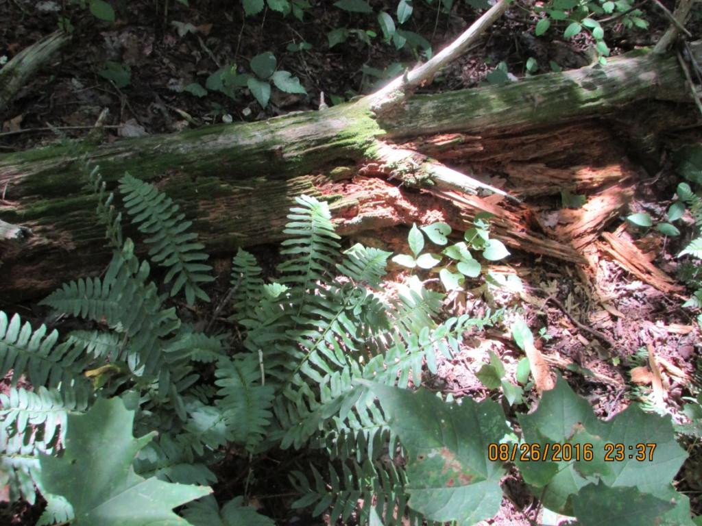 0 Brown Mountain Road Greeneville, TN 37745 - Photo 33 of 35 Photo 33