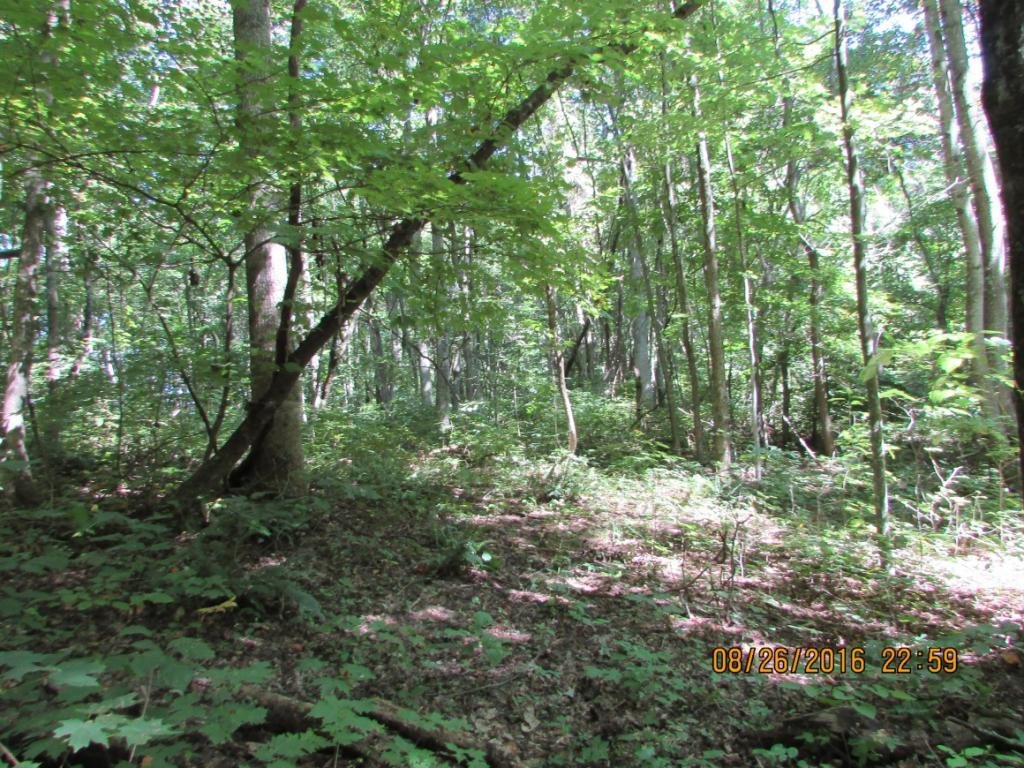 0 Brown Mountain Road Greeneville, TN 37745 - Photo 6 of 35 Photo 6